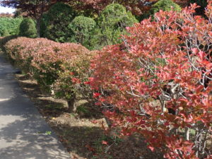 ドウダンツツジ