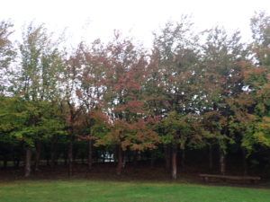 ナツツバキ　芝生広場