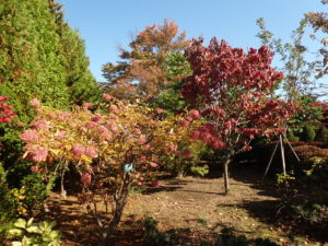 ミナヅキ、ハナミズキ