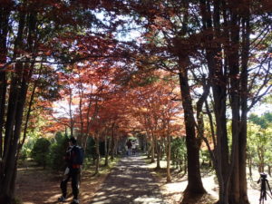 紅葉並木2