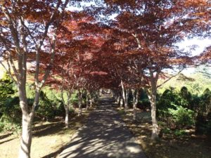 紅葉並木1