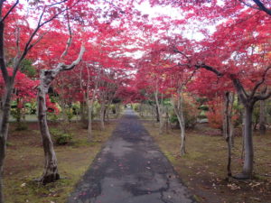 紅葉並木2
