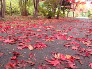 落ち葉 (2)