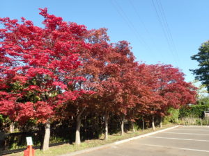 駐車場モミジ
