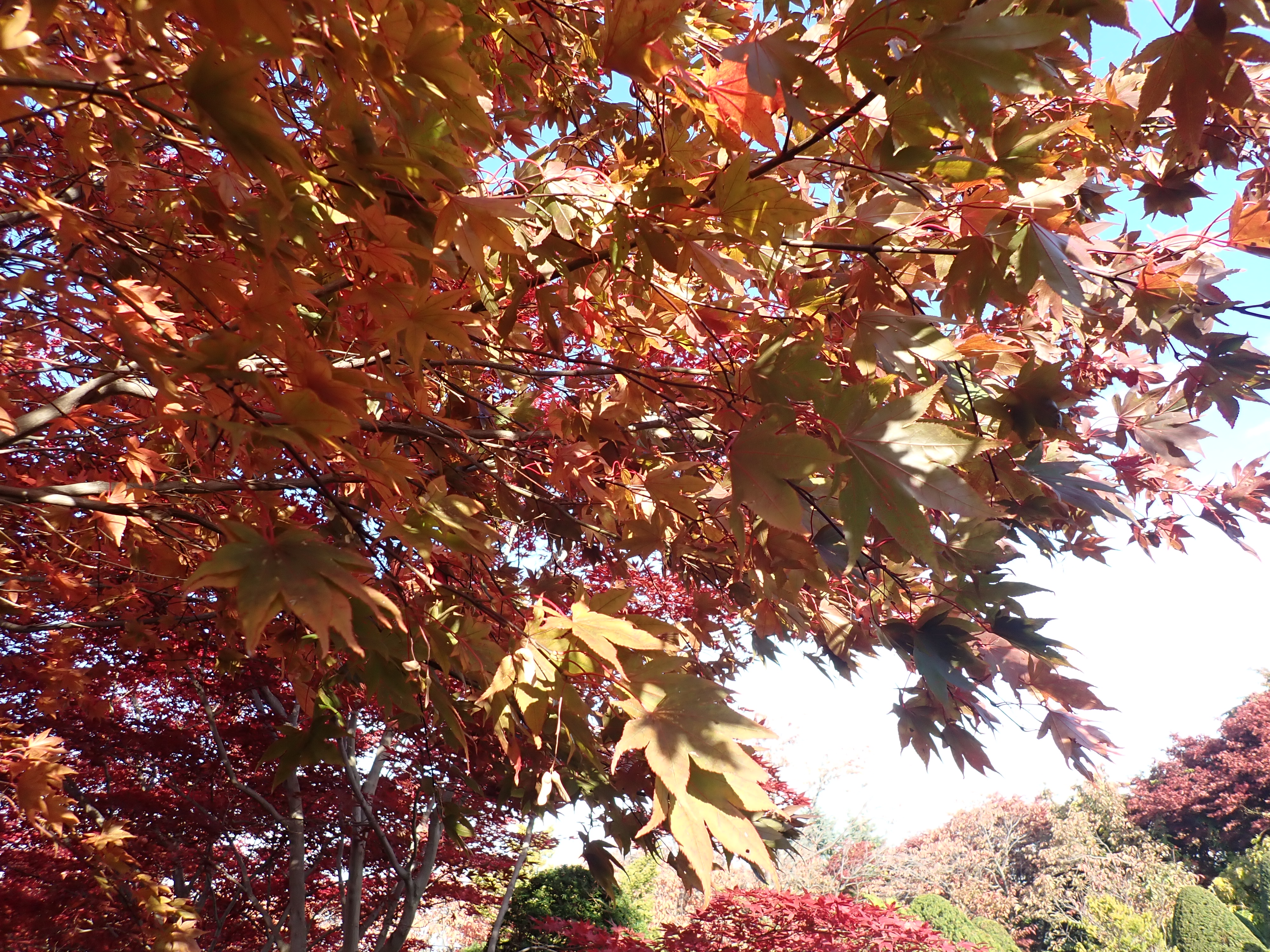 11月3日 園内の紅葉状況 平岡樹芸センター
