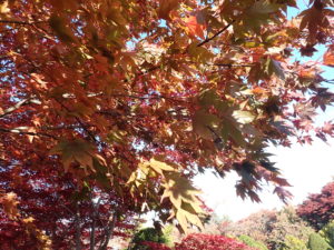 一番奥のノムラモミジ