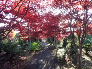 紅葉並木2
