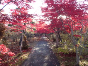 紅葉並木3