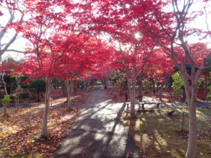 紅葉並木4
