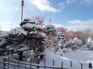 雪とゴヨウマツ
