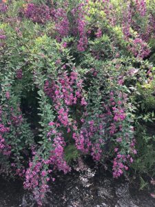 ピンクの花のミヤギノハギ