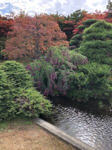 水路に咲くミヤギノハギ