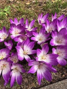 赤紫のコルチカムの花