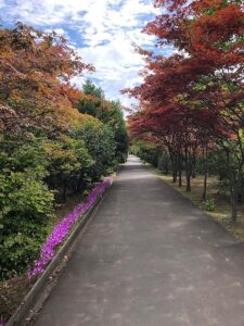 ノムラモミジとコルチカム