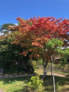 色付き始めたヤマモミジ