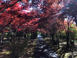 紅葉並木2