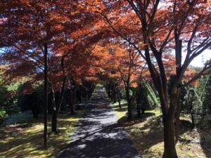 紅葉並木1
