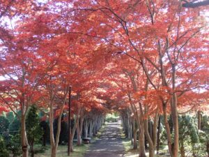 紅葉並木1