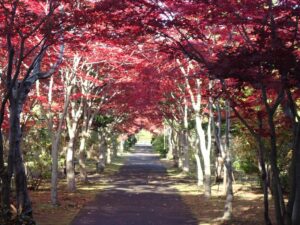 紅葉並木2