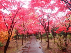 紅葉並木3