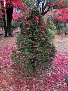 クリスマスツリー