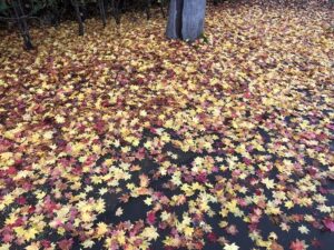 落ち葉絨毯1