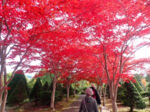 紅葉並木2