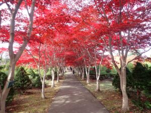 紅葉並木1