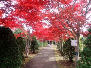 紅葉並木2