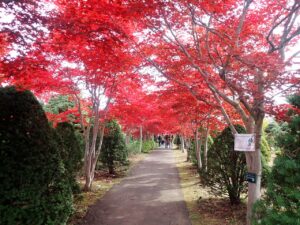 紅葉並木4