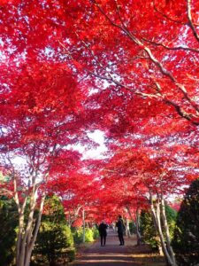 紅葉並木3