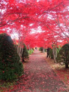紅葉並木1