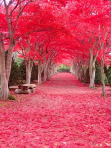 紅葉並木