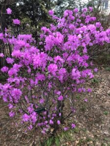 紫色のエゾムラサキツツジ