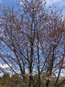 白い花のミネザクラ