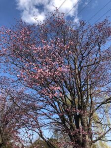 ピンクの花のエゾヤマザクラ