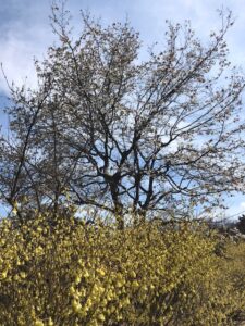 白い花を付けたキタコブシと黄色い花のヒュウガミズキ