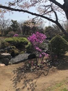 紫色のエゾムラサキツツジ