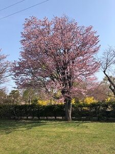 満開のエゾヤマザクラ