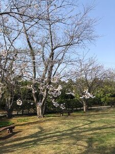 2分咲きのソメイヨシノ