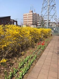 黄色のレンギョウ