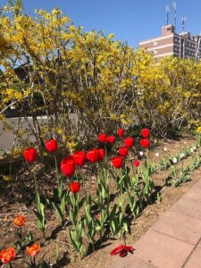 黄色いレンギョウと赤やオレンジのチューリップ