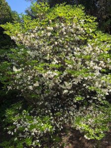 白い花のシロヤシオ