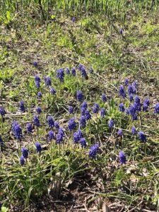 明るい青色のムスカリ