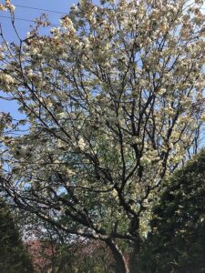 白い花のウコンザクラ