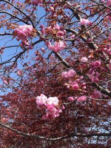 ピンクのカンザン