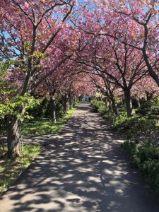 満開のサクラ並木