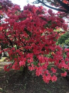 オレンジ色のヤマツツジ