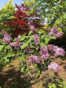 紫色のライラックの花