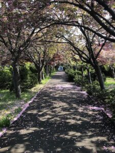 サクラ並木に落ちている花びら